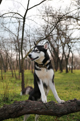 Husky dog in the forest is in full growth