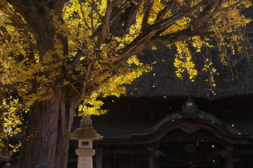 風で舞い散る銀杏の葉