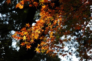 オレンジ色の紅葉