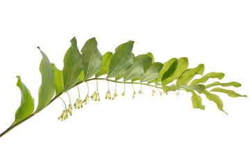 Solomon's seal  or ladder-to-heaven