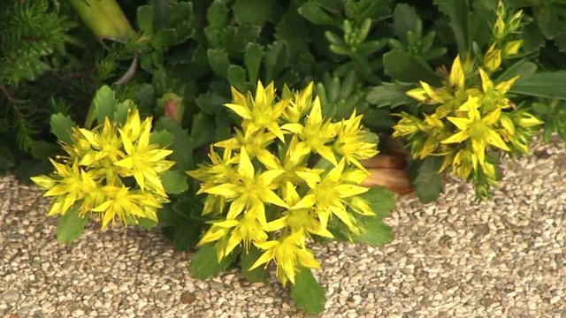 Die sternf&ouml;rmigen gelben Bl&uuml;ten des "Scharfen Mauerpfeffers" bewegen sich im Wind