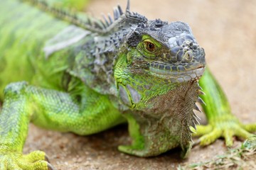 Iguana - Green Lizard - Lucertola