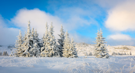 Fototapeta na wymiar Frosty sunrise at Vitosha mountain, Sofia, Bulgaria - beautiful winter landscape - frozen pine trees