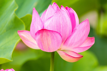 The Lotus Flower.Background is the lotus leaf.Shooting location is the Sankeien in Yokohama, Kanagawa Prefecture Japan.