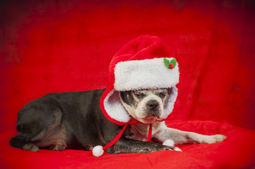 Boston terrier dog with christmas disguise in front of red backdrop