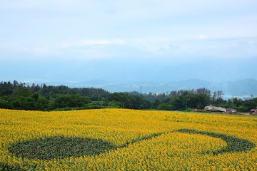 明野のひまわり