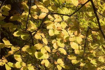 autumn yellow leaves