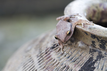Frog on clay jar