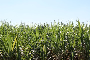 sugar cane plantation, Thailand