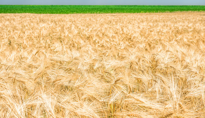 organic golden ripe ears of wheat in field