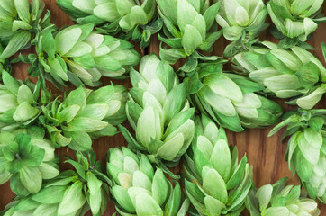 Green hops, agricultural background