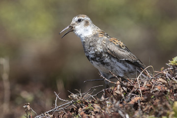 Rock sandpiper which sits on a hummock in the tundra and sings