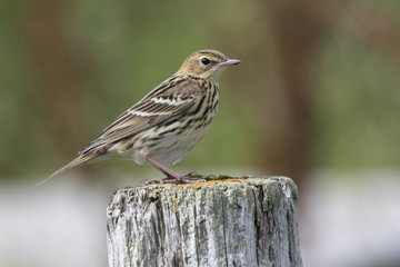 Siberian Pipit sitting on a wooden post summer day