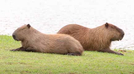 Two capybaras sleeping together, side by side, in the sun with eyes closed