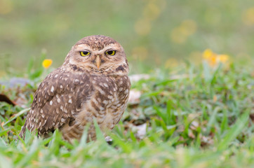 Owl with beautiful yellow eyes watching intently in open field.