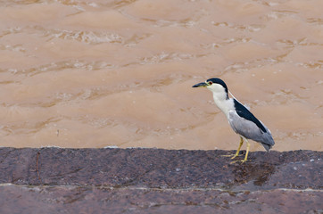 Hunting bird on the river's edge. Bird also known as Soco Dorminhoco bird in Brazil, a type of...
