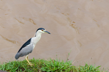 Hunting bird on the river's edge. Bird also known as Soco Dorminhoco bird in Brazil, a type of...