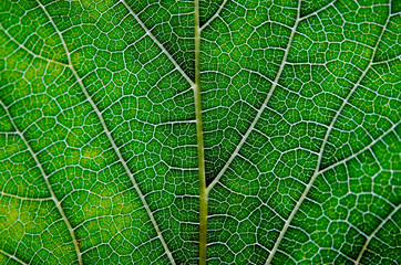 Leaf abstract background texture with veins