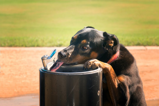 Dog Drinking From A Water Fountain. Tongue Licks Jet