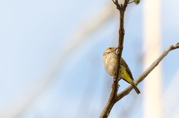 Bird on a tree branch with blue sky background