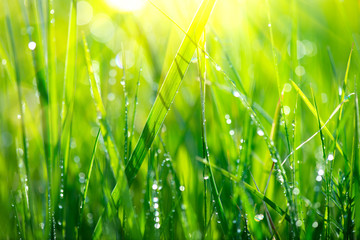 Obraz premium Trawa. Świeża zielona wiosny trawa z rosa kropel zbliżeniem