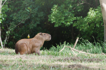 Bird on the back of a capybara. Animals friends in nature.