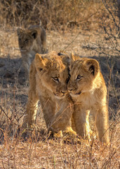 Playful Lion cubs