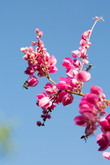 Pink flowers in blue sky