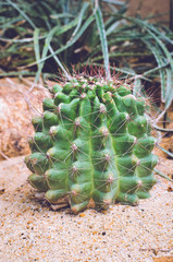 cactus on sand in cactus garden.