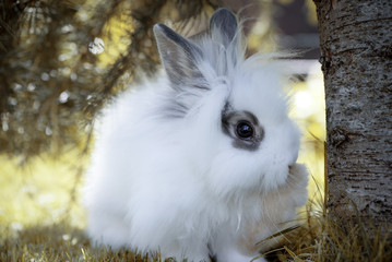 Angora Kaninchen