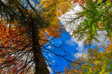 Fototapeta premium Autumn Colors