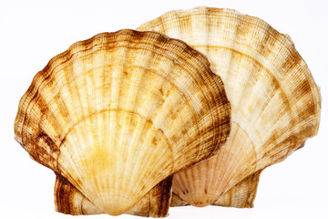 Two sea shells of mollusk isolated on white  background