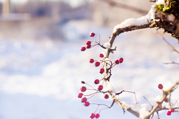 Twig with frosted hawthorn berries