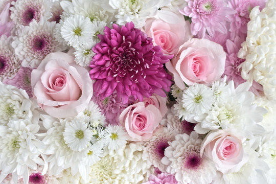 Pink and White flowers