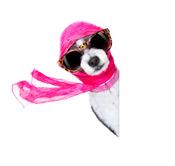 diva chic dog