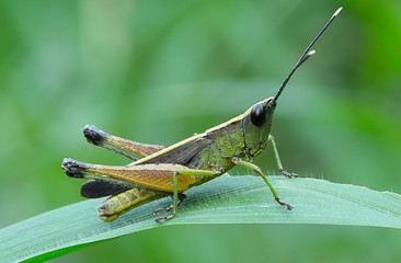 Grasshopper