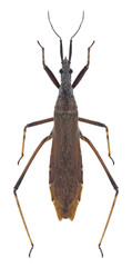 Bug Pygolampis bidentata on a white background