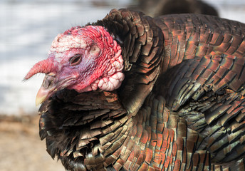Close shot of a turkey