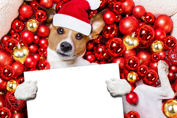 christmas santa claus dog and xmas balls as background