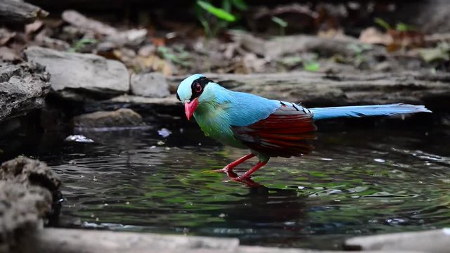 Colourful blue bird taking a bath.
Due to hot weather in summer, puddle with full of water is rare ,common green magpie (Cissa chinensis) put head into water
