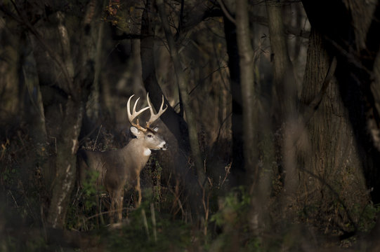 A large Whitetail Deer buck stands in a spotlight of sun in the woods early one morning.