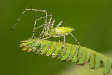 Spider