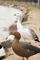 Hawaiian Goose