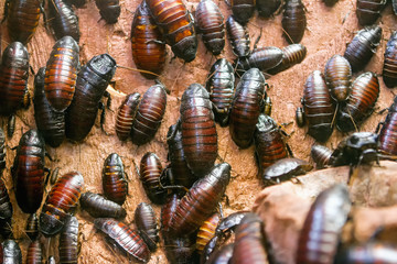 Colony of Madagascar hissing cockroaches
