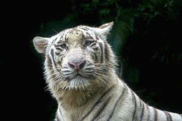 White tiger after the bath