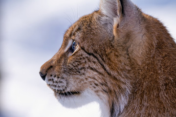 Naklejka premium Detailed profile of head of lynx