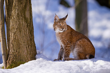Naklejka na ściany i meble Lynx sitting in the woods in the snow