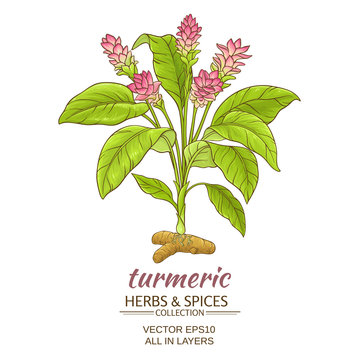 turmeric  plant illustration