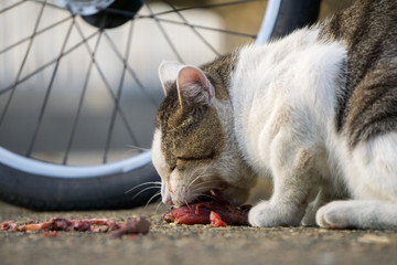 猫 餌やり