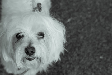 Bichon Maltese. Small white dog.